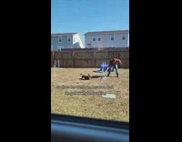 Collab BitchMP - Man teaching dog obstacle course in backyard