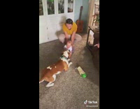 Dog crawls and plays with laughing baby 