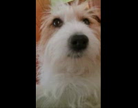 Dog close to the camera winks eye