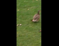 Duck get scared of green laser dot