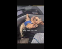 Dog falls backwards while standing on passenger seat of moving car