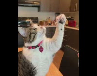 Grey white cat eats treat from hand 