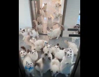 Clowder of ragdoll looking in from window