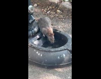 Submitter shows rat drinks at NYC tap 