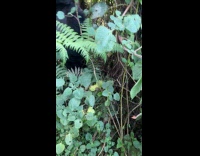 Woman hiking encounters silverback gorilla 