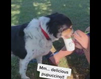 Dog eats shake shack treat red collar 