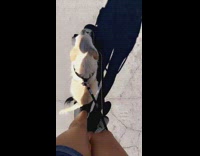 White dog sitting down riding on longboard POV from above 
