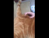 Cat enjoys getting belly scratch from owner
