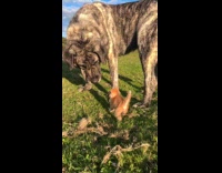 Collab ClipsIG - Small orange kitten slaps huge dog