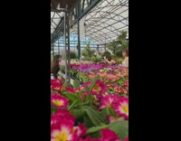 Girl poses in front of store greenhouse flowers