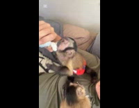 Guy feeds pet two monkeys whipped cream