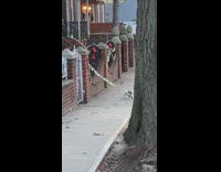 Squirrel steals Christmas decoration 