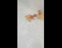Two baby yellow ducks swim white tub 