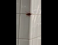 Cockroach crawling on pillar at subway