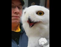 Owl yellow eyes turns  moves head guy