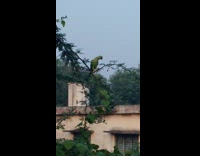 Green parrot eat fruit with claw tree