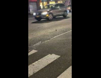 Rat almost gets run over 