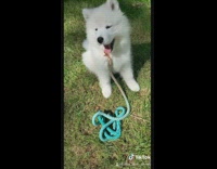 White samoyed puppy dog instagram vs reality 