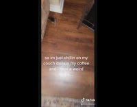 Baby rodent inside of house walks around 