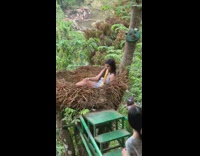 Girl in birds nest eating corn picture