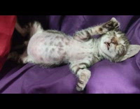 Kitten sleep lay on its back purple sofa