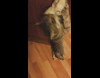 Cat hang sniff bag on wooden door