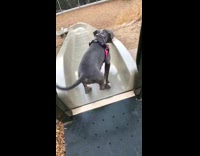Grey dog regrets going down slide at park 