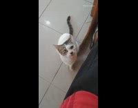 Brown white cat sits looks up winks 