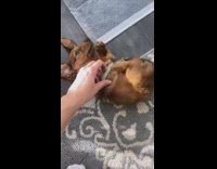 Girl belly rubs brown dachshund puppy dog