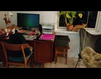 Submitter show cats playing at work station