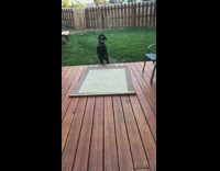 Dog falls off rug in slow motion 