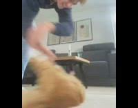 Guy spin around orange cat on floor