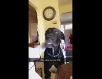 Large black dog barks big head girl 