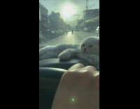 White kitten lays on car dashboard