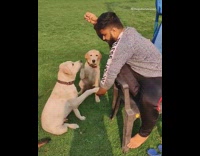 Guy asks brown dog handshake chair treat