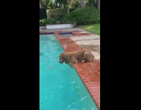 Dog tries to fetch her ball from the pool 