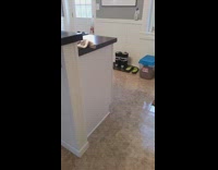 Playful Dogs Chased One Another in Circles