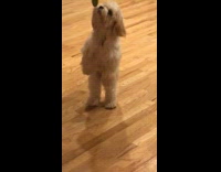 Dog try to bite hanging circle decorations