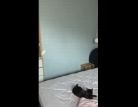 Black kitten tries to catch light reflection 