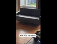 Bird feathers scattered on floor but no bird 