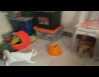 Girl white kitten play fetch red ball 