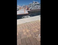 Guy tries to jump onto dock for $100