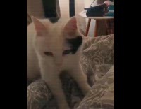 White cat kneads grey blanket bed day