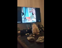 Cat loves watching cat videos on tv