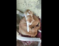 Cat kneading the body of a napping dog
