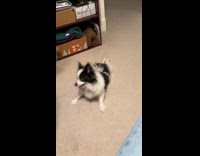 Puppy flops like fish plays on floor