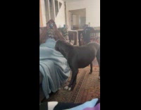 Collab Clips MPUGC2 - Dog slowly slides down couch while sleeping