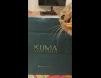 Lady feeds her cat sushi using chopsticks