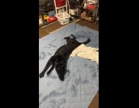 Pet dog rolls over the blue blanket