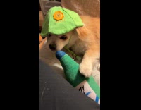 Pet dog wear hat lick soju plushy